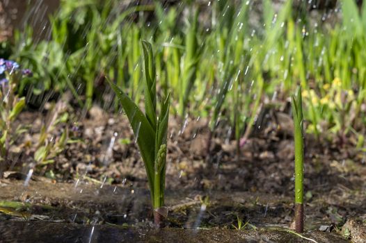 Irrigating the fresh young green plants of a farm crop with water spraying from irrigation pipes between the rows of seedlings in spring in a close up low angle view