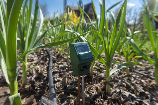 Agricultural meter to measure the moisture and pH content of the soil in a field with fresh green spring seedlings during crop cultivation