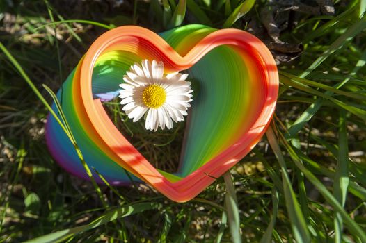 Single spring daisy through a vibrant rainbow colored toy spring in the shape of a heart framing the flower in a receding perspective conceptual of spring