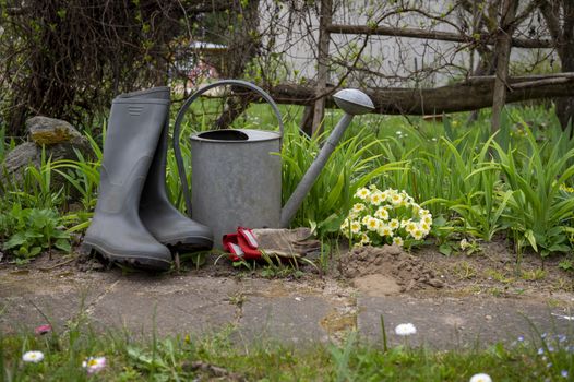 Gumboots, watering can and gardening gloves on a garden path alongside a yellow primrose plant in a concept of springtime