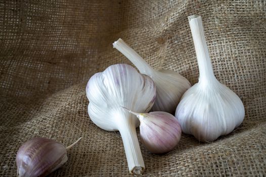 Garlic bulbs and cloves in close-up on brown sack cloth