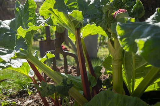 Rhubarb plants growing in an agricultural field in close up on the green leaves and characteristic red stem in spring