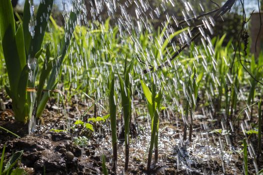 Irrigating the fresh young green plants of a farm crop with water spraying from irrigation pipes between the rows of seedlings in spring in a close up low angle view