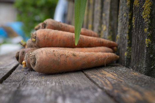 Freshly harvested bunch of carrots on a garden table outdoors against a rustic weathered wooden fence in a low angle view