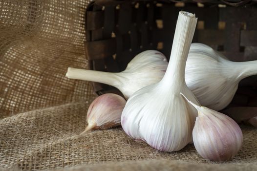 Garlic bulbs and cloves in close-up on brown sack cloth