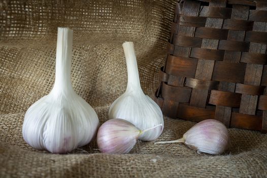 Garlic bulbs and cloves in close-up on brown sack cloth