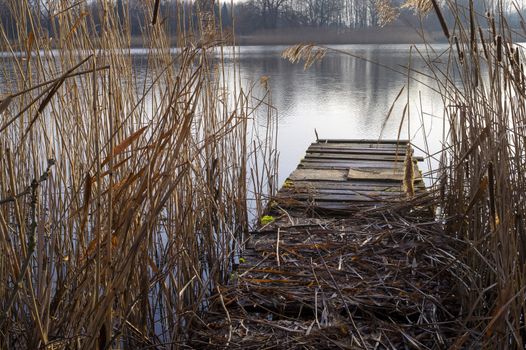 Old dilapidated rustic wooden jetty covered in fallen reeds on the shore of a tranquil lake with reflections on the water with early morning mist in a scenic landscape