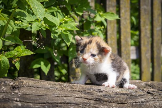 Little kitten crouching on a tree stump against a rustic weathered wooden fence in a low angle view