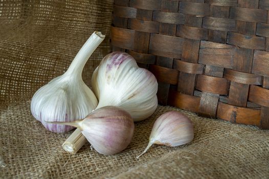 Garlic bulbs and cloves in close-up on brown sack cloth