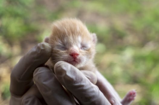 Person holding a tiny ginger kitten with closed eyes in gloved hands outdoors in close up