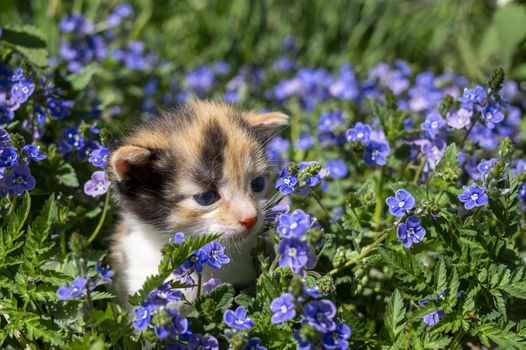 Little kitten amongst blue flowers in a spring meadow