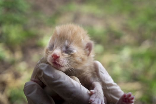 Person holding a tiny ginger kitten with closed eyes in gloved hands outdoors in close up