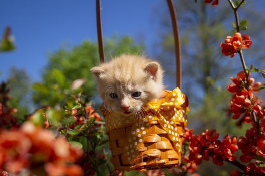 Little ginger kitten in a gift basket with orange ribbon with white polka dots outdoors in a spring garden amongst red flowers