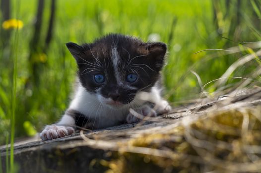 Little kitten crouching on a tree stump amongst long green grass in a spring meadow