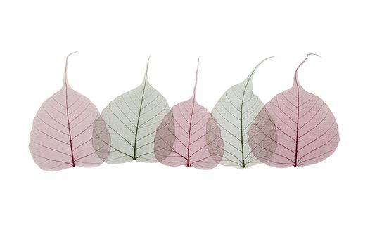 A border of colored transparent skeleton leaves on a white background. Top view, flat lay, banner