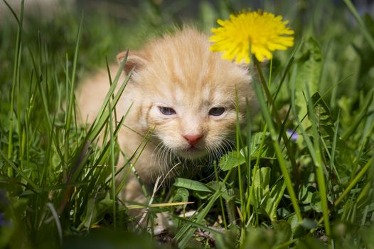 Little kitten amongst long green grass in a spring meadow