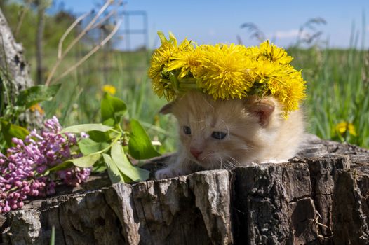 Little ginger kitten with wreath of yellow flowers on a tree stump outdoors in the warm spring sunshine in a garden