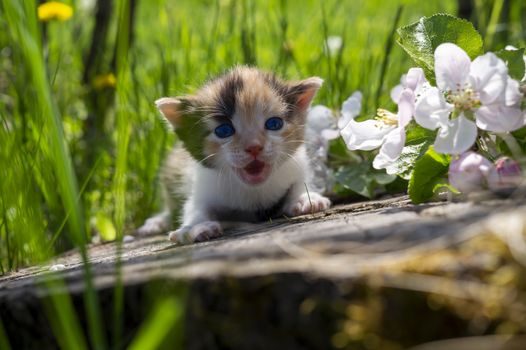 Little kitten crouching on a tree stump amongst long green grass in a spring meadow