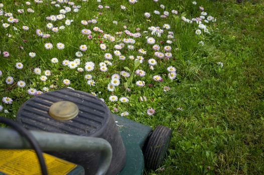 Seasons and yard maintenance concept with electric lawn mower and dainty white and pink spring flowers in a green garden lawn