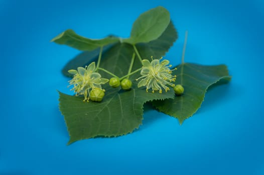 Detail of linden blossoms and leaves on a blue background