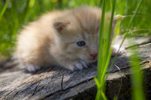 Little ginger kitten crouching on a tree stump amongst long green grass in a spring meadow