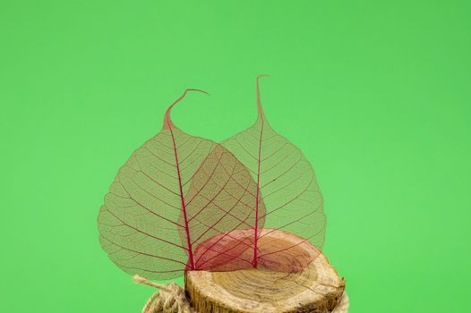 Two colorful red skeleton leaves showing the intricate pattern of the veins on a tree trunk over a colorful green background with copy space in a conceptual image