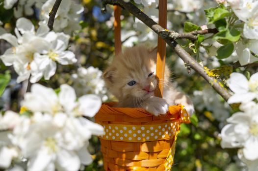 Little ginger kitten in a gift basket with orange ribbon with white polka dots outdoors in a spring garden amongst white flowers