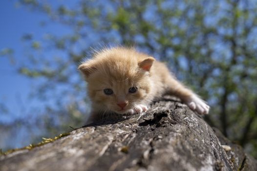 Little ginger kitten crouching on a tree trunk against of blue sky and spring tree branches