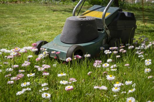 Dainty white and pink spring flowers in a green garden lawn with electric lawn mower at the end of the cluster in a low angle ground level view in a seasons and yard maintenance concept