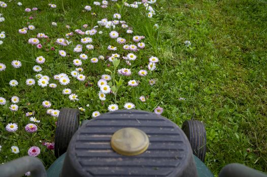 Seasons and yard maintenance concept with electric lawn mower and dainty white and pink spring flowers in a green garden lawn