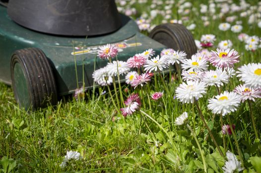 Dainty white and pink spring flowers in a green garden lawn with electric lawn mower at the end of the cluster in a low angle ground level view in a seasons and yard maintenance concept