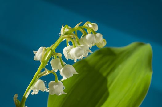 White Lily of the valley, Convallaria majalis is a highly poisonous woodland flowering plant in close up