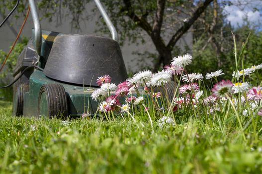 Dainty white and pink spring flowers in a green garden lawn with electric lawn mower at the end of the cluster in a low angle ground level view in a seasons and yard maintenance concept