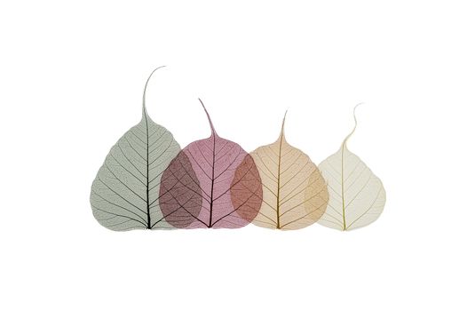 A border of colored transparent skeleton leaves on a white background. Top view, flat lay, banner