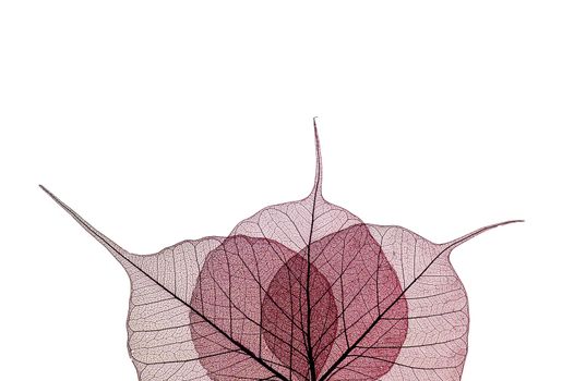 A border of colored transparent skeleton leaves on a white background. Top view, flat lay, banner