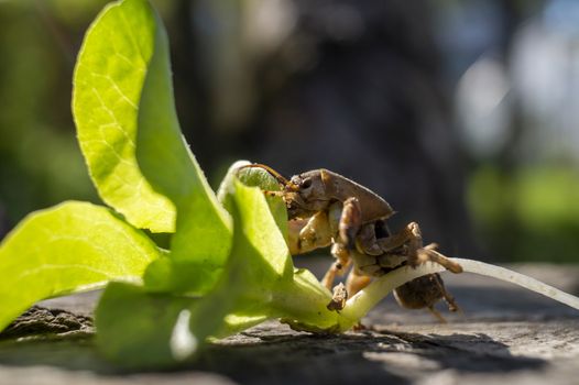 Gryllotalpa gryllotalpa, commonly known as the European mole cricket in close up low angle view