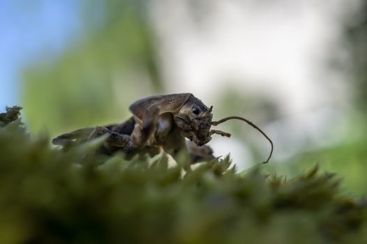 Gryllotalpa gryllotalpa, commonly known as the European mole cricket in close up low angle view
