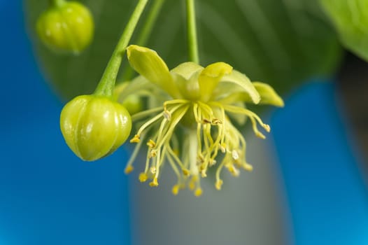 Detail of linden blossoms and leaves on a blue background