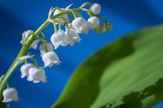 White Lily of the valley, Convallaria majalis is a highly poisonous woodland flowering plant in close up