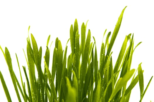 Blades of fresh green spring grass with raindrops or dew drops glistening on the leaves against a white background