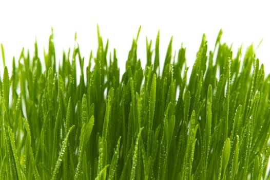 Blades of fresh green spring grass with raindrops or dew drops glistening on the leaves against a white background