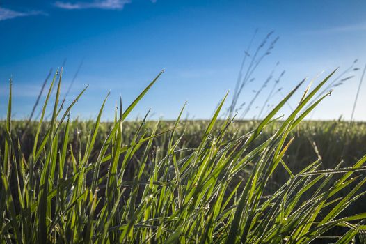 Long lush green grass in a low angle view in spring in an open rural landscape under a sunny blue sky