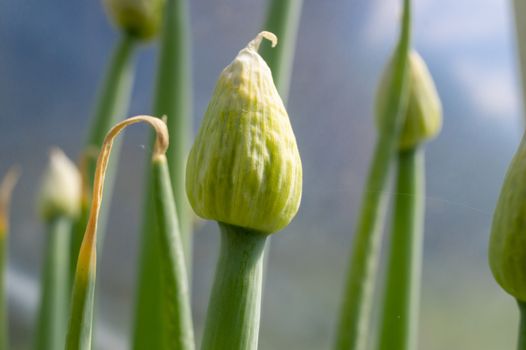 Green onion flower buds opening in close up