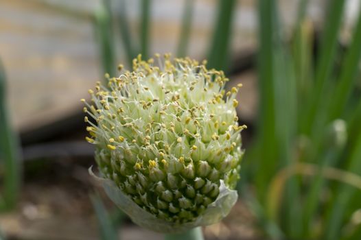 Green onion flower buds opening in close up