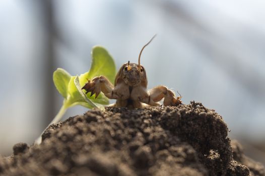 Gryllotalpa gryllotalpa, commonly known as the European mole cricket digging the ground in close up low angle view
