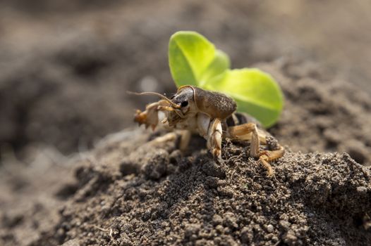 Gryllotalpa gryllotalpa, commonly known as the European mole cricket digging the ground in close up low angle view