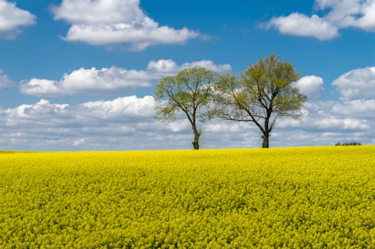 Vivid colors of yellow field in rural landscape with two distant standalone trees under blue sky with white clouds