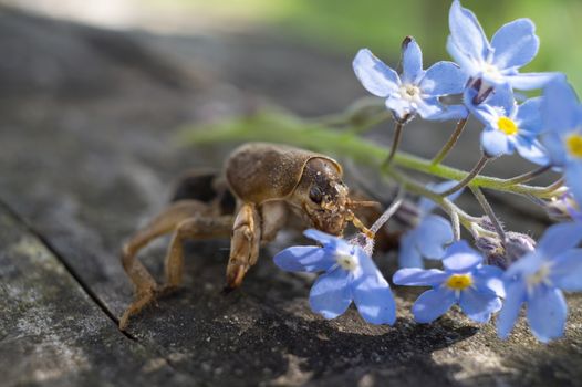 Gryllotalpa gryllotalpa, commonly known as the European mole cricket in close up low angle view