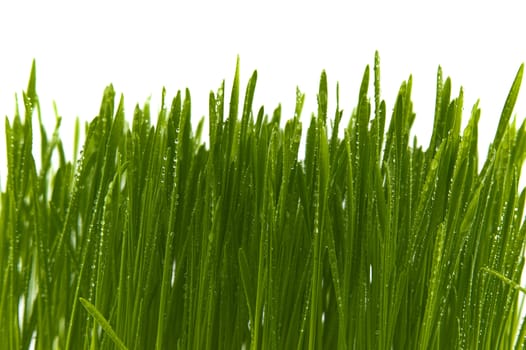 Blades of fresh green spring grass with raindrops or dew drops glistening on the leaves against a white background