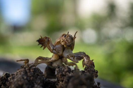 Gryllotalpa gryllotalpa, commonly known as the European mole cricket digging the ground in close up low angle view
